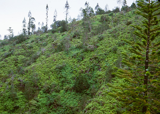 Munro Trail