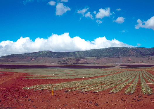 Pineapple Fields